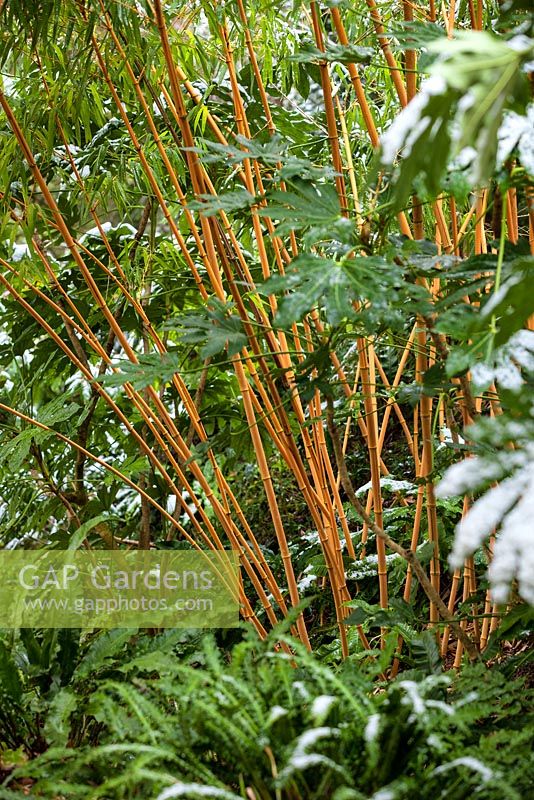 Phyllostachys vivax aureocaulis, Bamboo and Fatsia japonica.