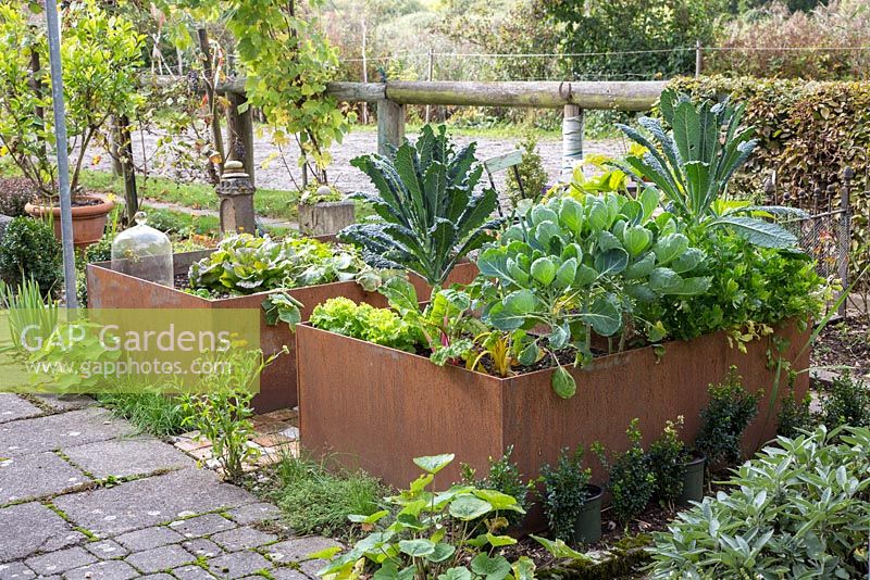 Raised vegetable beds framed with corten steel containing  Kales, Brussel sprouts, celery, cucumber and marigolds