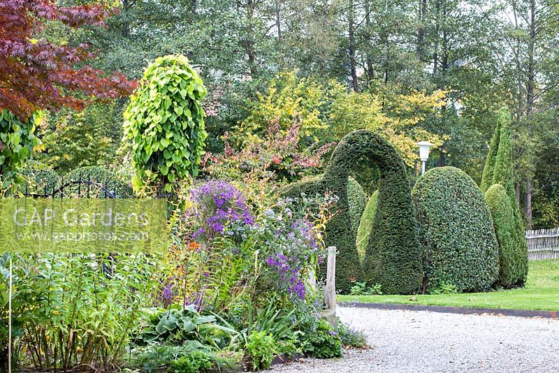 Perennial borders and clipped evergreen shrubs with an arch next to gravel surface. Plants are Acer japonicum, Aristolochia macrophylla, Aster and Taxus