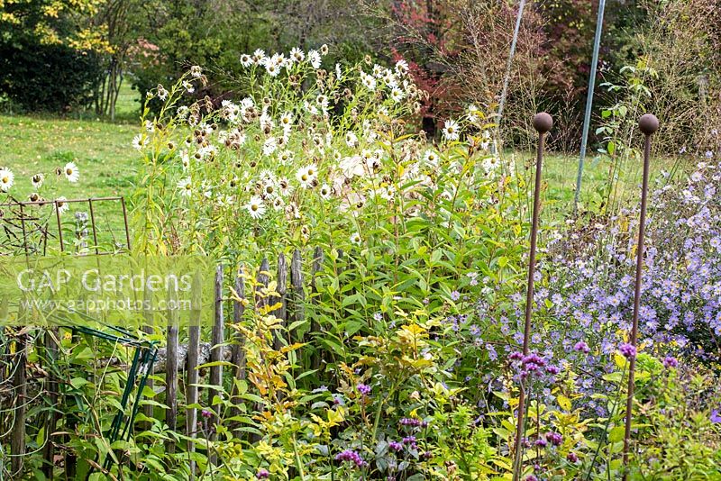 Country garden in autumn with wooden picket fence and Aster laevis, Leucanthemella serotina and Verbena bonariensis