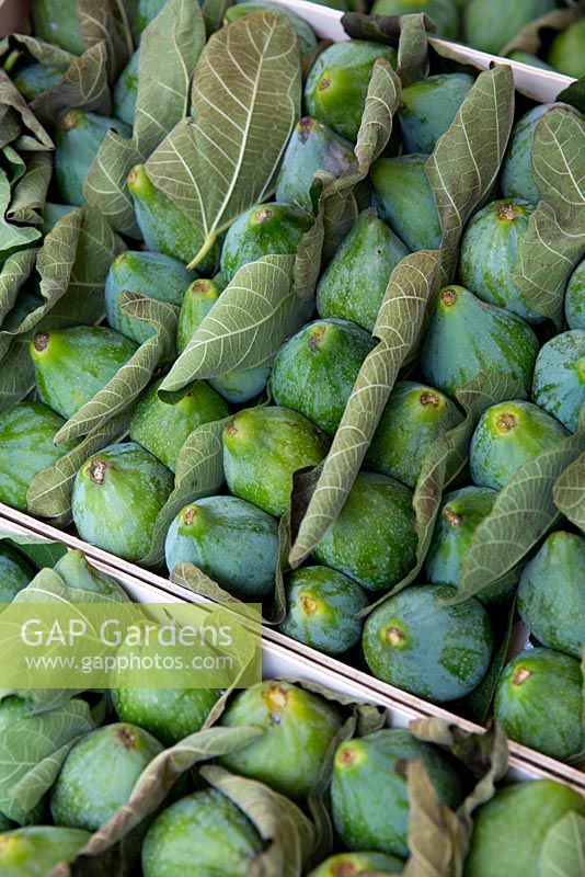 Boxes of Figs, Ficus carica for sale at a market stall, packed with fresh fig leaves.