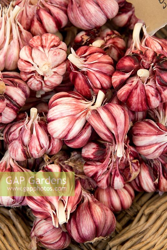 Italian Red Garlic, Allium sativum dried bulbs for sale in a market.