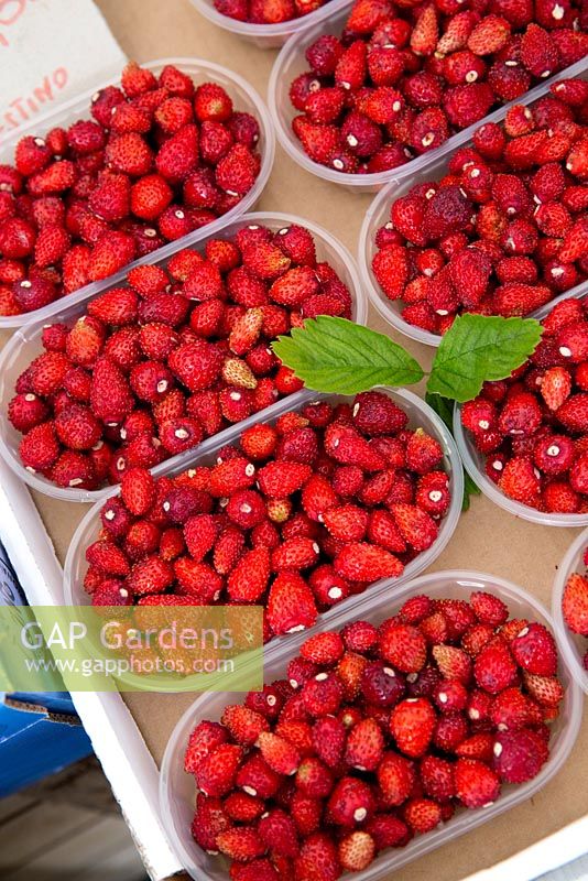 Wild Strawberry - Fragaria vesca, punnets of fruit for sale in a market.