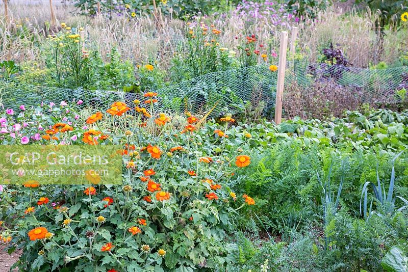 Detail of a flower and vegetable garden with carrots, beetroot, leek, Tithonia rotundifolia, Lavatera trimestris and Helichrysum bracteatum