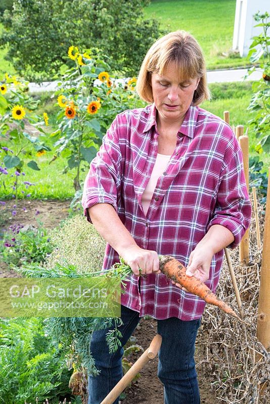 Katrin Schumann harvesting carrots in her small vegetable garden