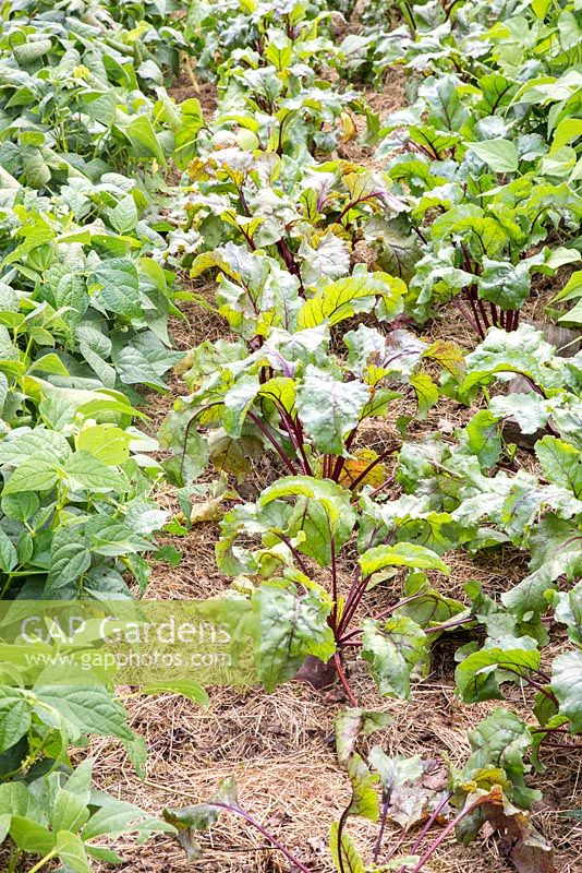Mulched rows of vegetables with beetroot and French beans