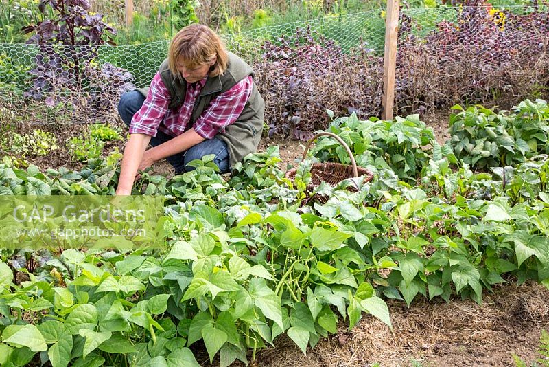 Katrin Schumann harvesting beetroots on her small vegetable plot, other plants include French beans