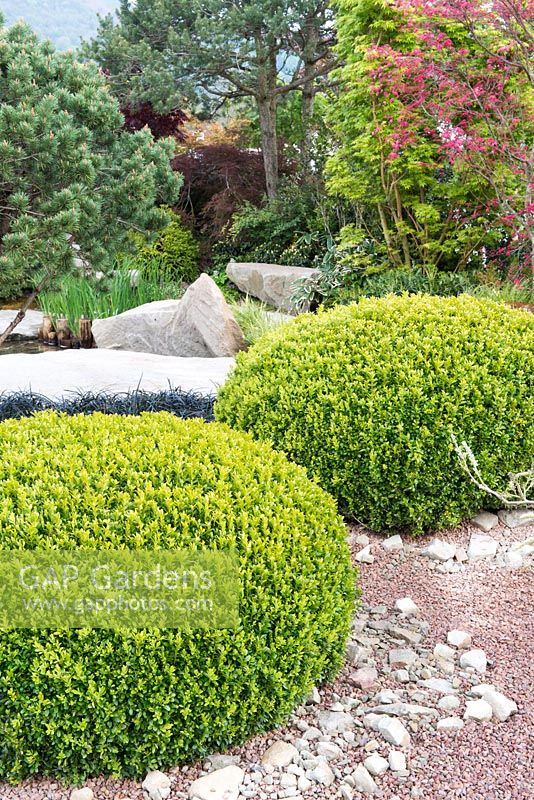 Clipped balls of Buxus sempervirens, A Japanese Reflection, RHS Malvern Spring Festival 2016