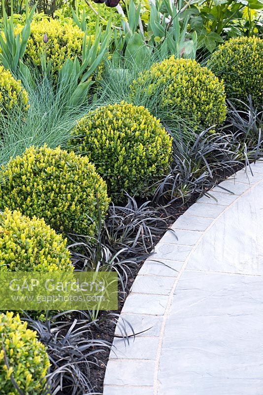 Clipped Buxus balls with Ophiopogon planiscapus 'Nigrescens' and Festuca glauca, Hidden Gems of Worcestershire, RHS Malvern Spring Festival 2016