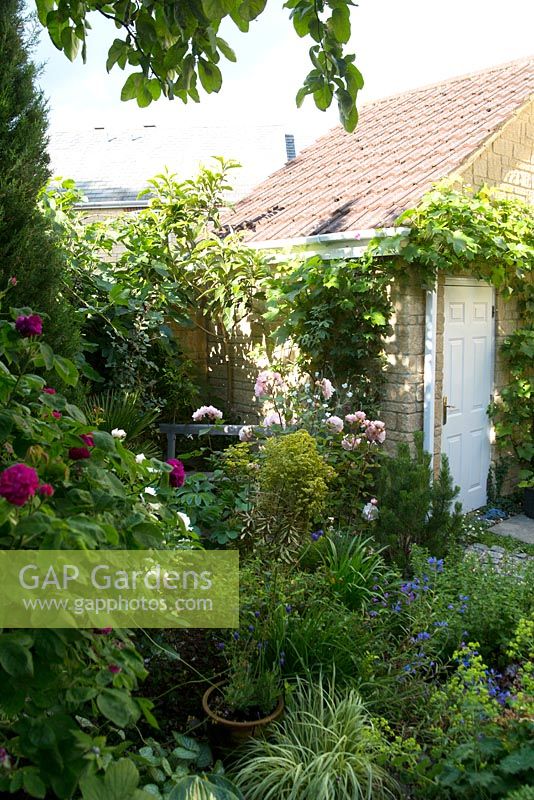 Looking from the back of the garden to the garage door. Plants include Rosa 'Irene Watts' and Rosa 'de Rescht'