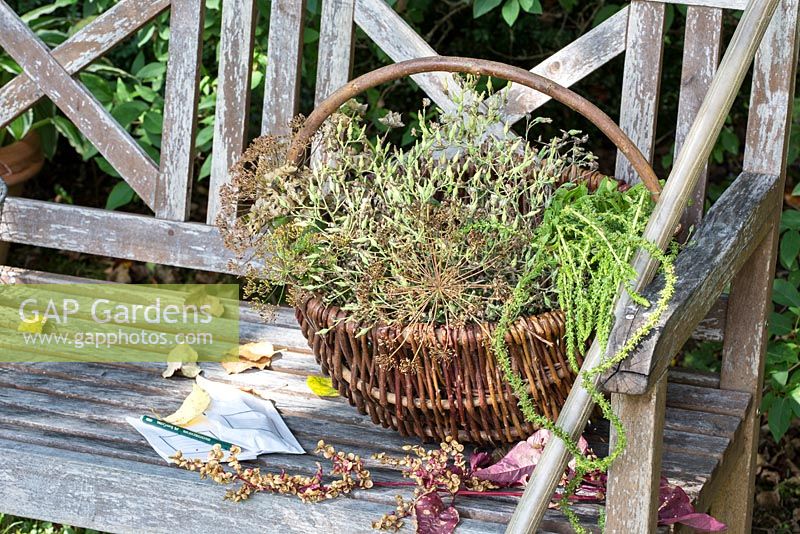 Collection of seed heads in a willow basket on a wooden bench. Plants are Althaea officinalis, Angelica archangelica, Atriplex hortensis, chards and salad