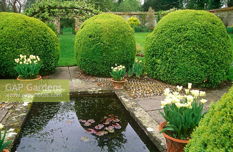 Pond in the centre of the Tunnel Garden framed with clipped box and pots of Tulip 'Spring Green' at Heale House, Wiltshire in spring