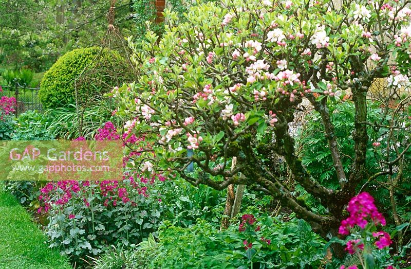 Malus 'Sunset' with magenta flowers of honesty in a border of the Tunnel Garden at Heale House, Wiltshire in spring