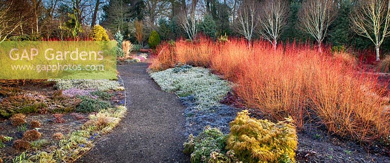 Cornus sanguinea 'Midwinter Fire' at The Winter Garden, The Bressingham Gardens, Norfolk.