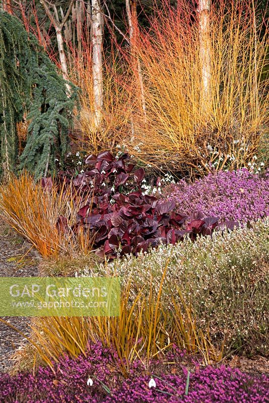 Plant combination, The Winter Garden, Bressingham Gardens, Norfolk.