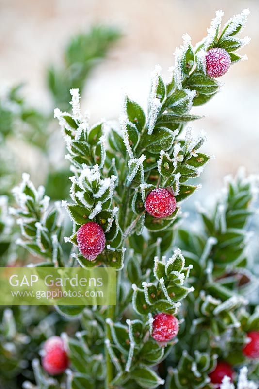 Ruscus aculeatus, Butchers Broom. Portrait of evergreen shrub with berries covered in frost.