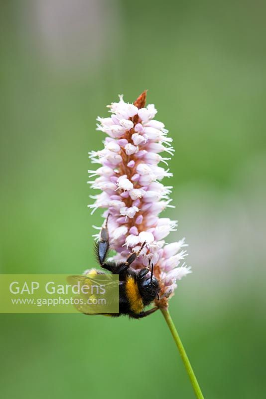 Bee on Common Bistort, Meadow bistort. Persicaria bistorta
