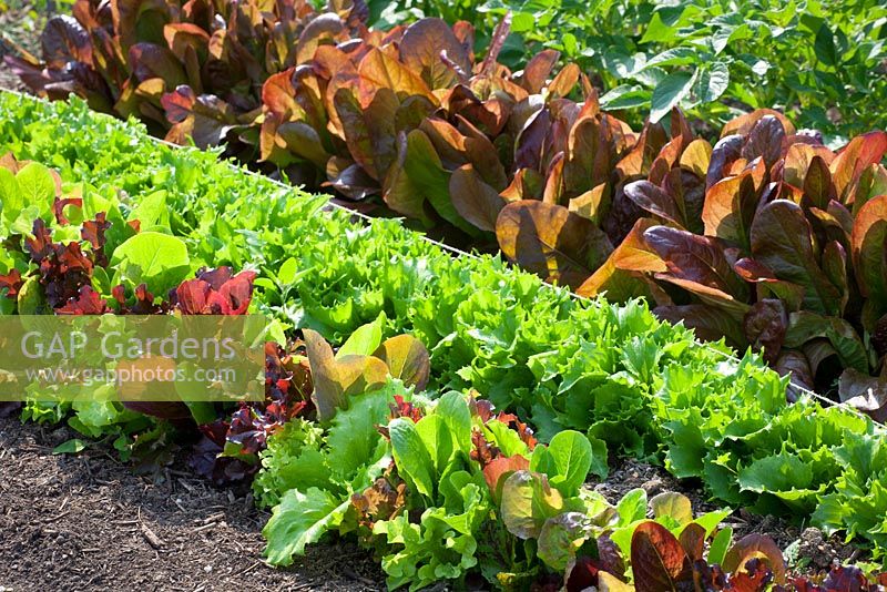 Lines of mixed coloured salad leaves. Lettuce 'Reine de Glaces', 'Romaine' and 'Mortons'