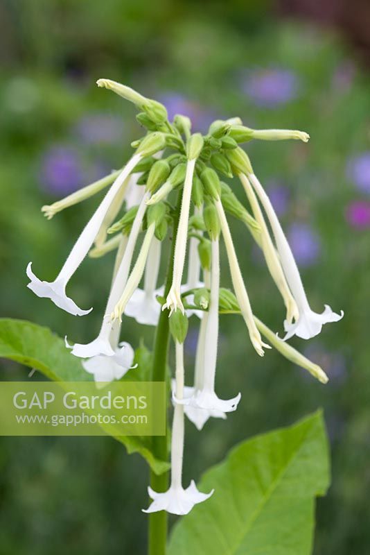 Nicotiana sylvestris AGM syn. Nicotiana sylvestris 'Only the Lonely'. Tobacco plant