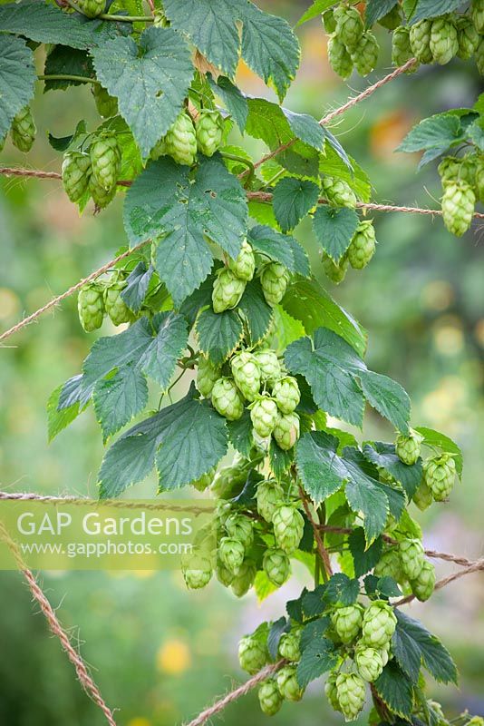 Hops - Humulus lupulus growing up string support