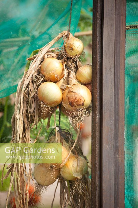 Onions hung up to dry in the greenhouse. Allium cepa