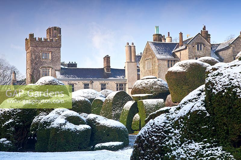 Topiary shapes with a covering of snow at Levens Hall and Garden, Cumbria, UK. 