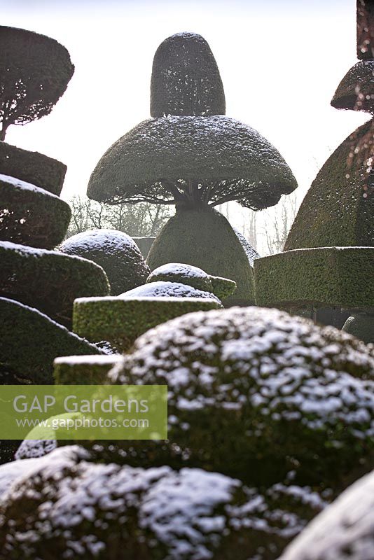 Topiary shapes with a dusting of snow at Levens Hall and Garden, Cumbria, UK