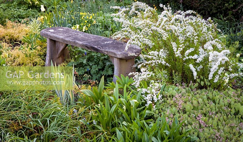 Bench in mixed border with Spiraea thunbergii, Epimedium and Adiantum venustum at Rod and Jane Leeds garden. 