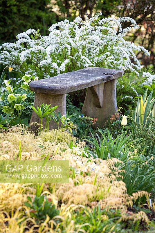 Bench in mixed border with Spiraea thunbergii, Epimedium and Adiantum venustum at Rod and Jane Leeds garden.