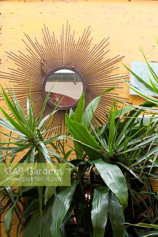 A yellow cement rendered wall with a rusty wire sunburst mirror wall decoration and a potted Dragon Tree, Dracaena marginata and a Dracaena fragrans.