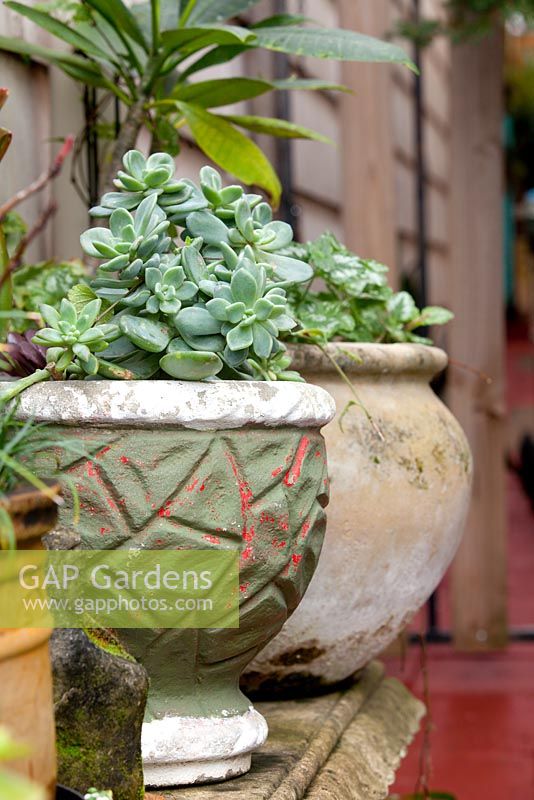 A painted vintage retro cement pot planted with a grey succulent and a modern cement pot planted with a Spotted Deadnettle - Lamium maculatum.