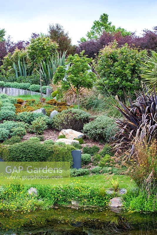 A selection of native Hebes and native shrubs and trees at Bhudevi Estate garden, Marlborough, New Zealand.