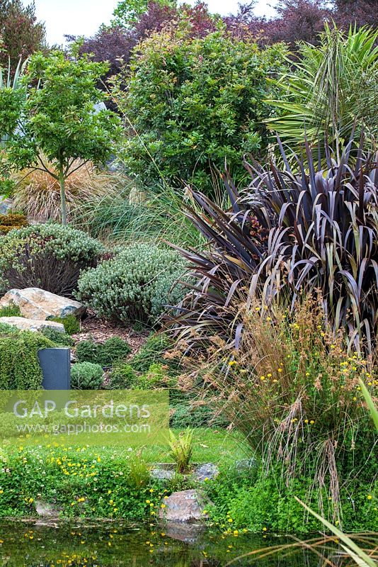A selection of Hebes and Phormium Black Adder at Bhudevi Estate garden, Marlborough, New Zealand.