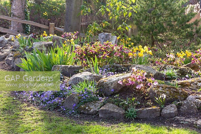 Various irises, narcissus and hellebores planted in the rockery around the lake, along with anenome blanda. Ellerker House, Everingham, Yorkshire. Spring, March 2016.