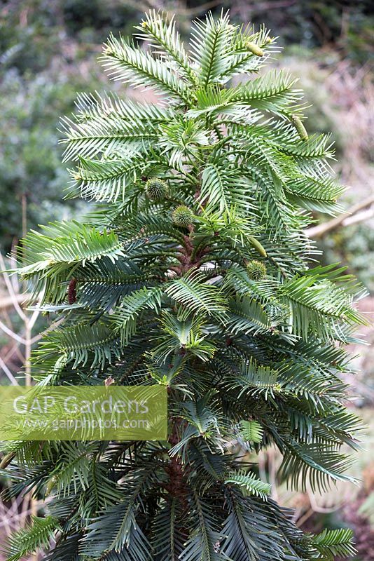 Wollemia nobilis - The Wollemi Pine