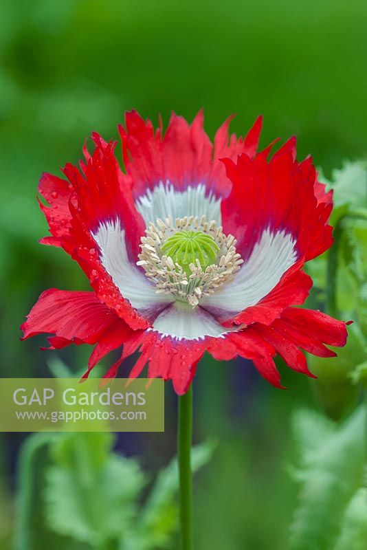 Papaver somniferum 'Victoria Cross' opium poppy 