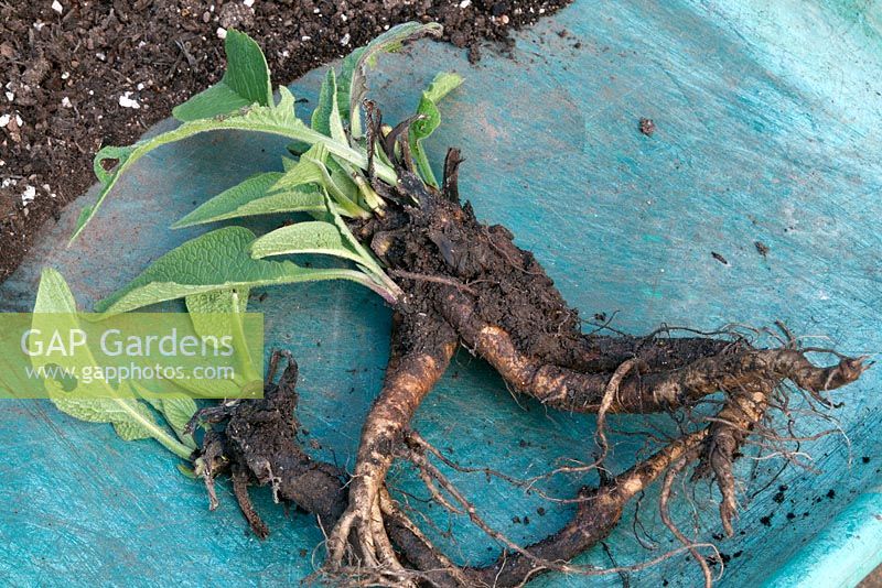 Step by step - Propagating Comfrey Bocking 14 by root cuttings. Step - Expose the root system