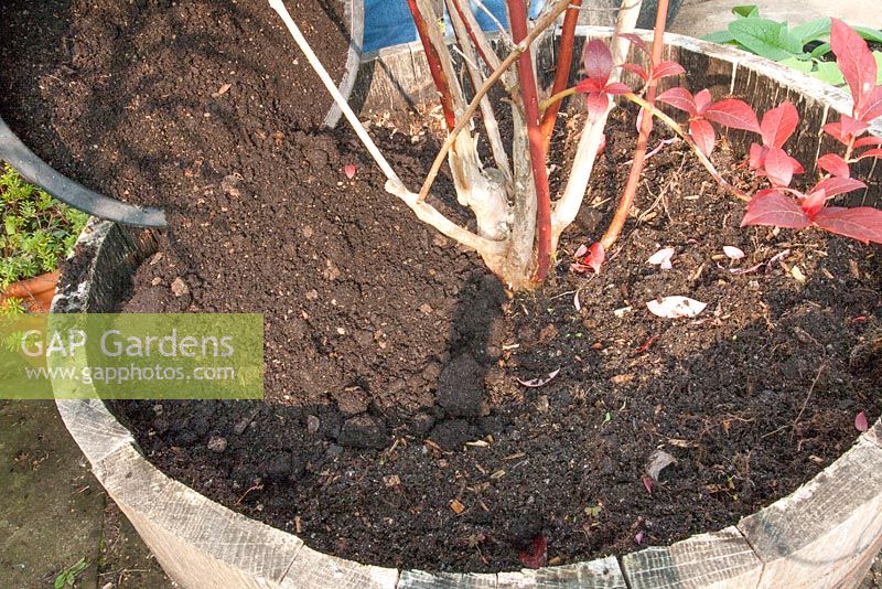 Caring for containerised blueberry plants - Adding a top dressing of ericaceous compost
