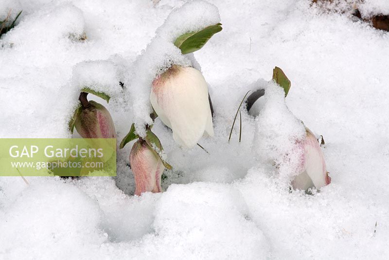 Helleborus niger buds covered in snow
