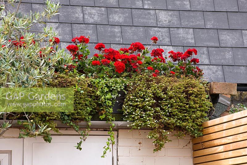 Red geraniums above the shed in the garden. Ben De Lisi House and Garden, London