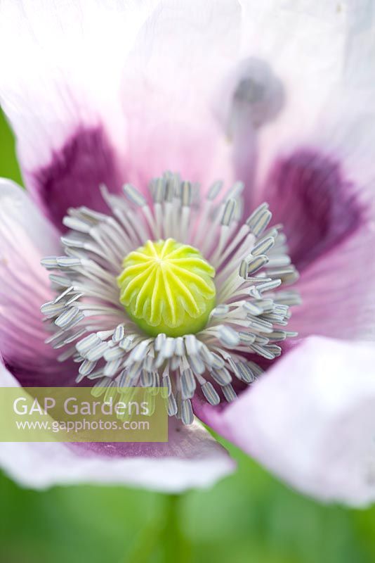 Papaver somniferum 'Single Lilac' - opium poppy. Common Flower Farm, Somerset
