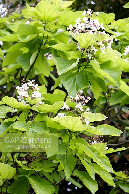 Catalpa bignonioides - The Indian Bean Tree 