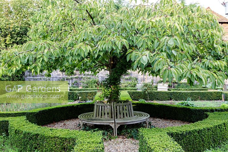 Cherry tree in parterre garden with clipped hedging