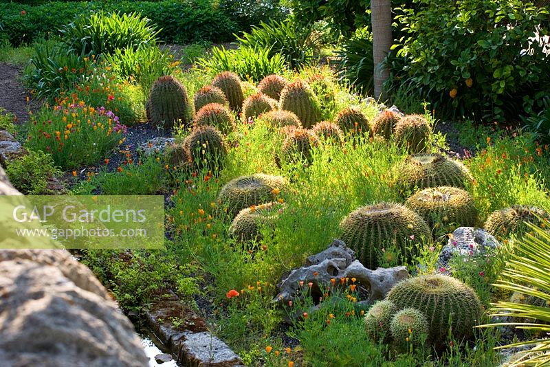 Arabic garden: barrel cactus, Echinocactus grusonii and Ferocactus stainesii with californian poppy - Eschscholtzia californica

