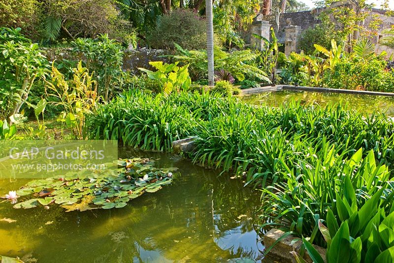 Existing pool in the arabic garden, strewn with tropical water lily - Nymphaea victoria cruziana, bordered with calla lily, Zantadescia aethiopica. San Giuliano Estate. Sicily, Italy