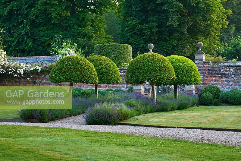 Clipped topiary. Domed Prunus Lusitanica with lavender hidcote. Summer. 
