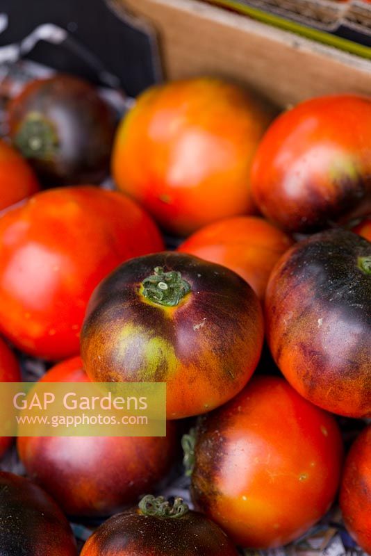 Medium sized round Tomatoes, Lycopersicon esculentum 'Red Black', red with dark purple markings on the top of the fruit.