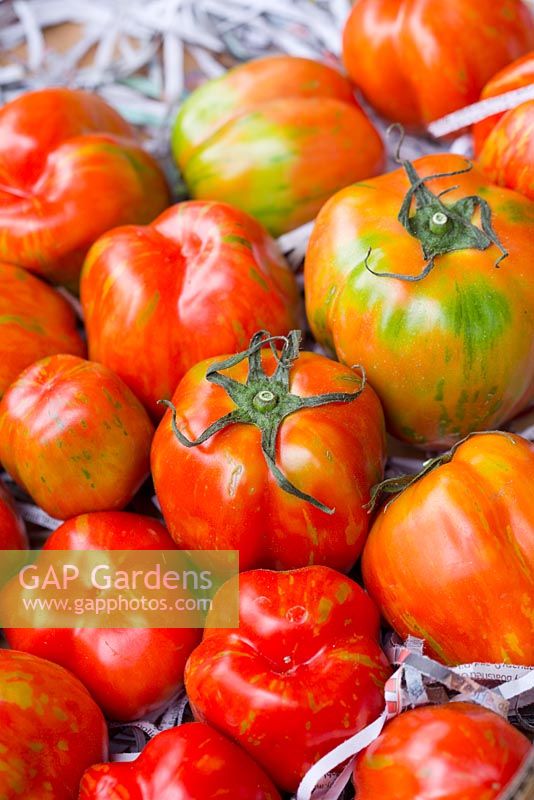Large irregularly shaped Tomatoes, Lycopersicon esculentum 'Shimmeig Creg', red yellow with green markings, displayed on shredded newspaper.