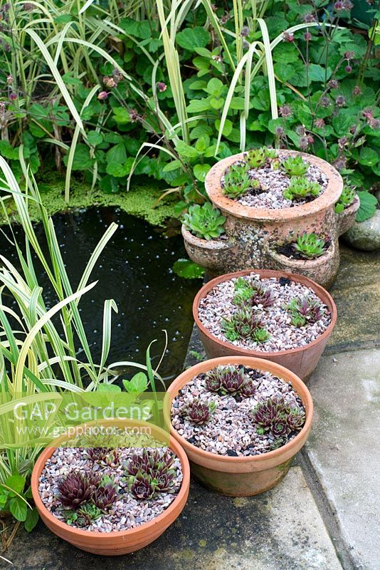Sempervivums in clay pans beside patio pond, arranged to deter Herons.