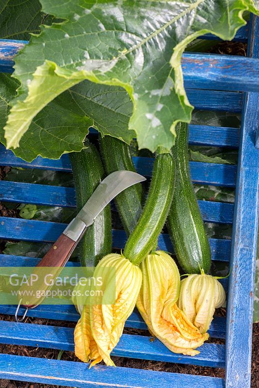 Freshly harvested baby courgettes with flowers attached, variety 'Defender'.